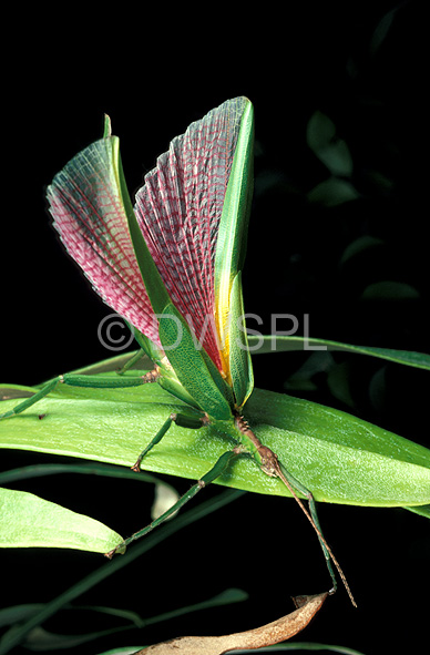 stock photo image: Insect, insects, invertebrate, invertebrates, Arthropod, Arthropods, insecta, stick, stick insect, stick insects, phasmatodea.