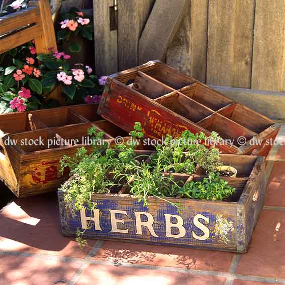 WOODEN CRATE OF POTTED MIXED HERBS