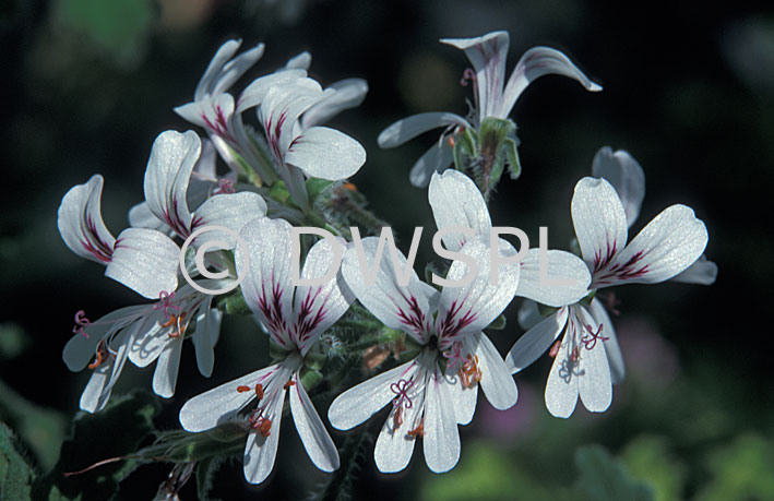 stock photo image: Flower, flowers, pelargonium, pelargoniums,