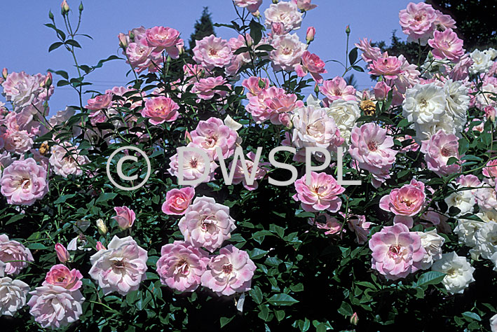 stock photo image: Flower, flowers, rosa, rose, roses,