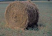 Australia, sa, south australia, rural, rural scene, rural scenes, bale, bales, hay, hay bale, hay bales.