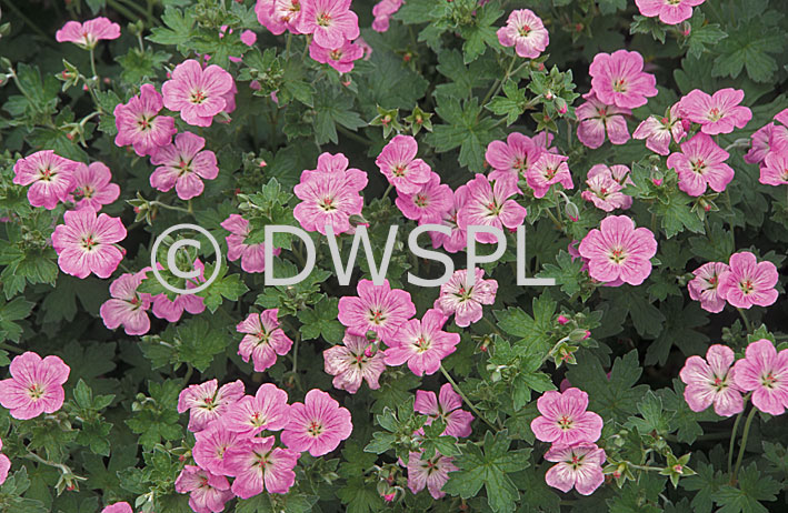 stock photo image: Flower, flowers, geranium, geraniums, riversleaianum, geranium riversleaianum, mavis simpson,