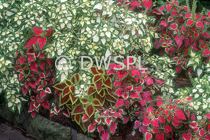 stock photo image: Garden, gardens, coleus.