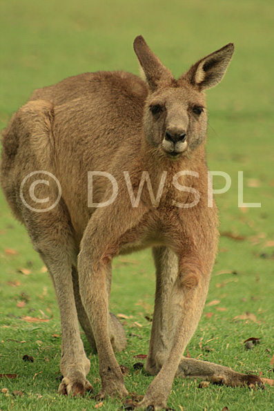 stock photo image: Animal, Animals, Australian animal, Australian animals, mammal, mammals, macropod, macropods, Australian mammals, Australia, kangaroo, kangaroos, mammal, mammals, marsupial, marsupials, RDEO81