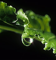 Droplet, droplets, rain, rains, raining, water, drop, drop, water droplet, water droplets, leaf, leaves.