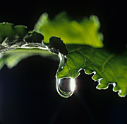 Droplet, droplets, rain, rains, raining, water, drop, drop, water droplet, water droplets, leaf, leaves.
