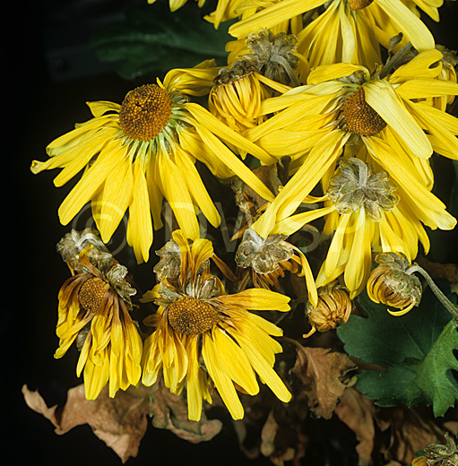 stock photo image: Mould, moulds, grey, grey mould, grey moulds, botrytis, cinerea, botrytis cinerea, flower, flowers, chrysanthemum, chrysanthemums.