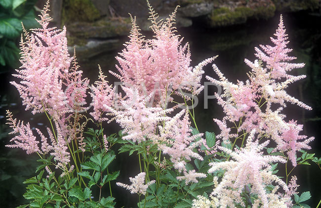 stock photo image: Flower, flowers, pink, pink flower, pink flowers, venus, astilbe, astilbes.