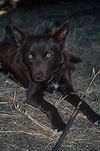 Animal, Animals, Dog, Dogs, working dog, working dogs, kelpie, kelpies, mammal, mammals, placental mammal, placental mammals, carnivore, carnivores, MR40,