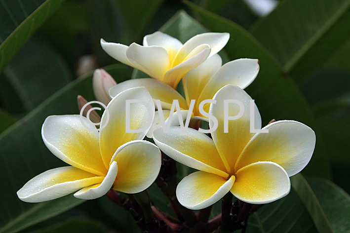 FRANGIPANI TREE (PLUMERIA) IN FLOWER