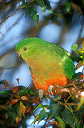 Animal, Animals, Bird, birds, australian bird, australian birds, parrot, parrots, King Parrot, king parrots, australian king parrot, australian king parrots, Alisteris, Alisteris scapularis.