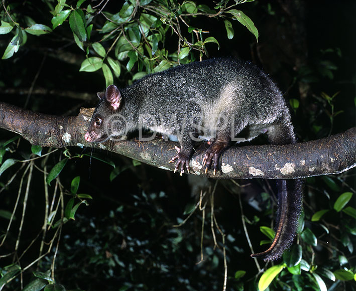 stock photo image: Animal, Animals, Australian animal, Australian animals, possum, possums, brushtail, brushtail possum, brushtail possums, mountain brushtail, phalangerid, marsupial, marsupialsaustralian mammal, australian mammals, mammal, mammals, australian, mountain brushtail possum, mountain brushtail possums, Trichosurus, Trichosurus caninus, lamington, great dividing range, Lamington National Park, National Park, National Parks, Qld, Queensland, Australia, National Park, National Parks.