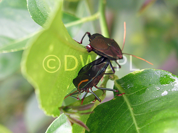 stock photo image: Insect, insects, bug, bugs, predatory, predatory, bug, predatory bugs, podisus, maculiventris, podisus maculiventris, stink bug, stink bugs, lemon, Lemon tree, lemon trees, citrus, citrus tree, citrus trees, pests, pests, citrus, citrus tree, citrus trees, bronze orange bug, bronze orange bugs.