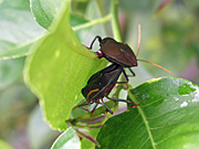 A ROYALTY FREE IMAGE OF: STINK BUGS ON CITRUS TREE