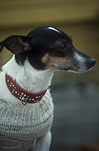 Animal, Animals, Dog, Dogs, pet, pets, domestic dog, domestic dogs, pet, pets, collar, collars, dog collar, dog collars, dog jumper, dog jumpers, dog coat, dog coats.