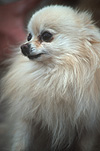Animal, Animals, Dog, Dogs, pet, pets, domestic dog, domestic dogs, pet, pets, chihuahua, chihuahuas.