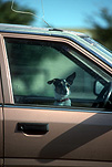 Animal, animals, dog, dogs, pet, pets, domestic dog, domestic dogs, domestic animal, domestic animals, carnivore, carnivores, car, cars, steering wheel, steering wheel, vehicle, vehicles, motor vehicle, motor vehicles, door, doors, car door, car doors.
