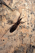 ASSASSIN BUG (ALSO KNOWN AS CONENOSES OR KISSING BUGS) HEMIPTERA