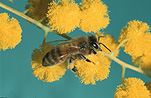 Insect, Insects, bee, bees, honey bee, Honey bees, apis, honey, Apis mellifera, honeybee, honeybees, native honeybee, native honeybees, native honey bee, native honey bees, acacia, acacias, wattle, mimosa, acacia tree, acacia trees, flower, flowers, yellow, yellow flower, yellow flowres.