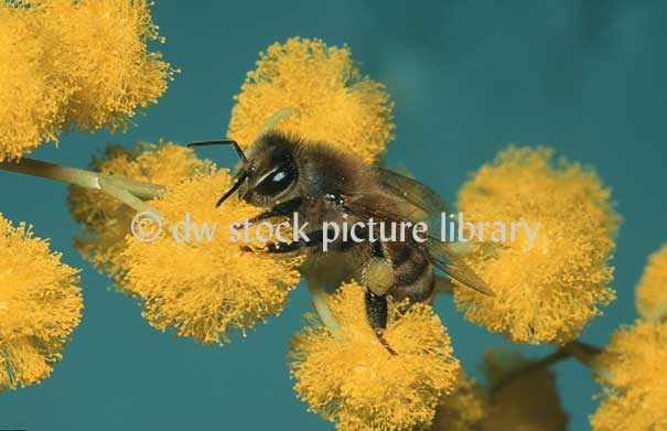 stock photo image: Insect, Insects, bee, bees, honey bee, Honey bees, apis, honey, Apis mellifera, honeybee, honeybees, native honeybee, native honeybees, native honey bee, native honey bees, acacia, acacias, wattle, mimosa, acacia tree, acacia trees, flower, flowers, yellow, yellow flower, yellow flowres.