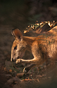 Animal, Animals, Australia, Australian, Australian animal, Australian animals, macropod, macropods, macropus, mammal, mammals, marsupial, marsupials, wallabia, kangaroo, kangaroos, wallaby, wallabies, agile, agile wallaby, agile wallabies, macropus, agilis, macropus agilis, eat, eats, eating.
