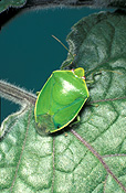 GREEN STINK BUG (PLAUTIA AFFINIS) ON LEAF OF AFRICAN VIOLET (SAINTPAULIA)