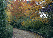 Australia, New South Wales, blue mountains, great dividing range, mount wilson, mt wilson, footpath, footpaths, path, paths, pathway, pathways, gravel, tree, trees, autumn, autumn foliage, garden, gardens.