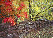 Australia, New South Wales, blue mountains, great dividing range, garden, gardens, wall, walls, garden wall, garden walls, autumn, autumn foliage, tree, trees, rock, rocks.