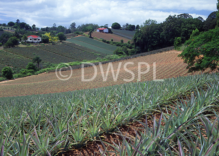 stock photo image: Australia, Qld, Queensland, Woombye, food, fruit, tropical fruit, pineapple, pineapples, agriculture, rural, rural scene, rural scenes, farm, farms, farming, farm land, farming land, pineapple farm, pineapple farms, sunshine coast, hill, hills.