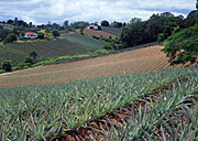 PINEAPPLE FARMING, WOOMBYE (SUNSHINE COAST) QUEENSLAND, AUSTRALIA