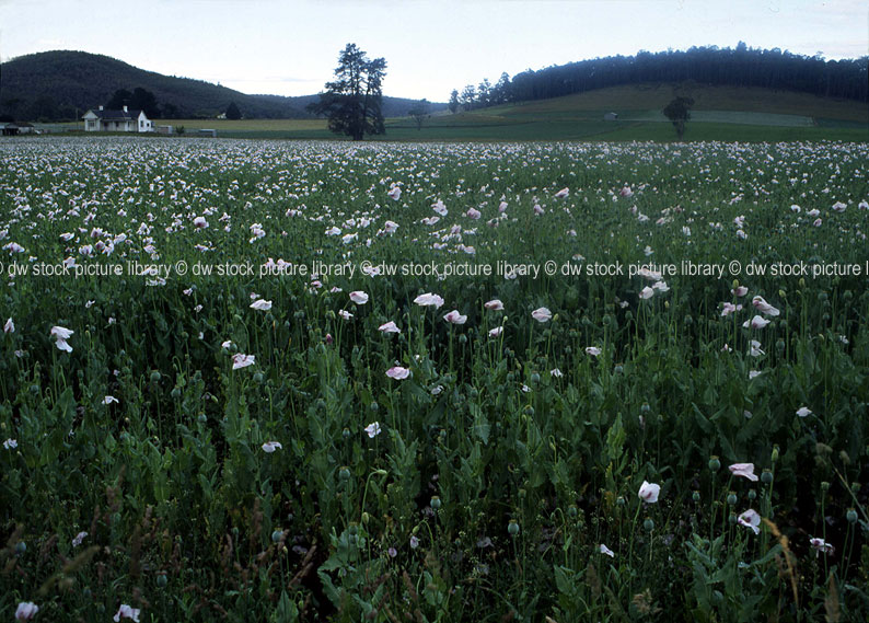 stock photo image: Australia, Tas, Tasmania, Tassie, Sheffield, poppy, poppies, opium, opium poppy, opium poppies, papaver, papaver somniferum, rural, rural scene, rural scenes, farming, farming land, farm land, agriculture.