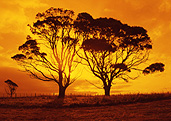 Australia, Tas, Tassie, Tasmania, sheffield, sunset, sunsets, sunrises and sunsets, tree, trees, silhouette, silhouettes, rural, rural scene, rural scenes, mood, mood scene, mood scenes.