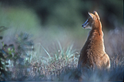 Animal, Animals, Australia, Australian, Australian animal, Australian animals, macropod, macropods, macropus, mammal, mammals, marsupial, marsupials, wallabia, kangaroo, kangaroos, wallaby, wallabies, agile, agile wallaby, agile wallabies, macropus, agilis, macropus agilis.