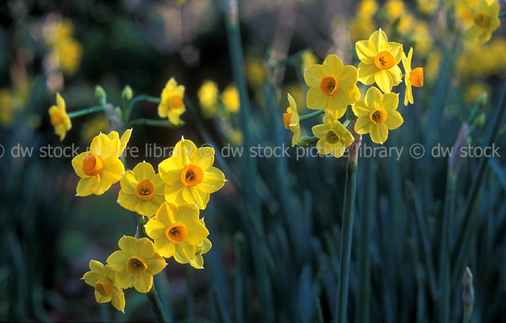 stock photo image: Flower, flowers, narcissus, yellow, yellow flower, yellow flowers, narcissus, jonquil, jonquils, cluster daffodil, cluster daffodils, spring, spring flower, spring flowers, springtime, spring time.