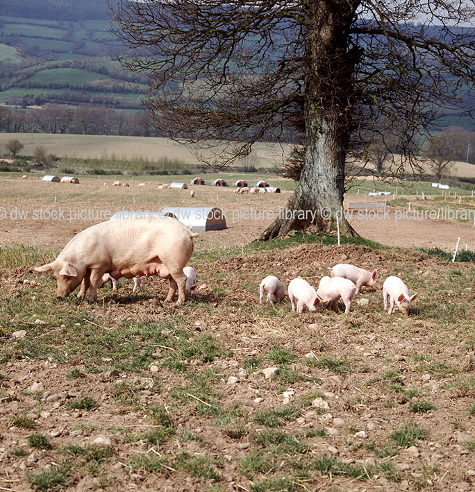 stock photo image: Agriculture, livestock, pig, animal, animals, pigs, meat industry, meat trade, sow, sows, piglet, piglets, sty, stys, pigsty, pigstys, pig sty, pig stys, litter, litters.