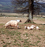 Agriculture, livestock, pig, animal, animals, pigs, meat industry, meat trade, sow, sows, piglet, piglets, sty, stys, pigsty, pigstys, pig sty, pig stys, litter, litters.