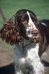 Animal, Animals, Dog, Dogs, pet, pets, domestic dog, domestic dogs, pet, pets, spaniel, spaniels, springer spaniel, springer spaniels, english springer spaniel, english springer spaniels.