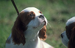Animal, Animals, dog, dogs, mammal, mammals, placental mammal, placental mammals, carnivore, carnivores, cavalier, cavaliers, cavalier king charles, cavalier king charles spaniel, cavalier king charles spaniels, pet, pets, domestic animal, domestic animals, domestic dog, domestic dogs, spaniel, spaniels, king charles spaniel, king charles spaniel, puppy, puppies, young animal, young animals, baby animal, baby animals, cute animal, cute animals, dog lead, dog leads, lead, leads, leash, leashes, dog leash, dog leashes.