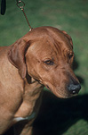 Animal, Animals, Dog, Dogs, pet, pets, domestic dog, domestic dogs, pet, pets.