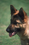 Animal, Animals, dog, Dogs, domestic dog, domestic dogs, pets, german shepherd, german shepherds, german shepherd dog, german shepherd dogs, alsation, alsations, alsation dog, alsation dogs, tongue, tongues, pet, pets.