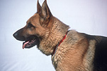 Animal, Animals, dog, Dogs, domestic dog, domestic dogs, german shepherd, german shepherds, german shepherd dog, german shepherd dogs, pet, pets, dog collar, dog collars, alsation, alsations, alsation dog, alsation dogs.