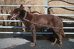 Farming, Farmland, farm, farms, Animal, Animals, dog, dogs, mammal, mammals, pen, pens, placental mammal, placental mammals, carnivore, carnivores, kelpie, kelpies, kelpie dog, kelpie dogs, sheep dog, sheep dogs, animal, animals, sheep, meat industry, meat trade, livestock, working dog, working dogs, chain, chains, collar, collars, dog collar, dog collars, tongue, tongues, working dog, working dogs, fence, fences, australia.