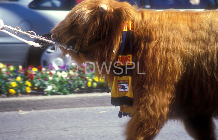 stock photo image: Australia, sa, south australia, football, football team, football teams, mascot, mascots, animal, animals, cows, cows, cattle, afl.