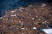 Environmental, environmental damage, pollute, pollutes, polluted, waterway, waterways, river, rivers, littered, litter, litters, littering, polluting, pollution, rubbish, sydney, sydney harbour, harbour, harbours, polluted, water pollution, polluted water, polluted waterway, polluted waterways, garbage.