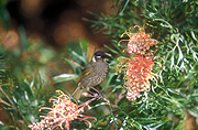Animal, Animals, Bird, Birds, grevillea, grevilleas, honeyeater, honeyeaters, honey eater, honey eaters, lewins honeyeater, lewins honeyeaters, meliphaga, Meliphaga lewini, lewinii.