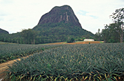 PINEAPPLES GROWING, GLASSHOUSE MOUNTAINS, QUEENSLAND, AUSTRALIA