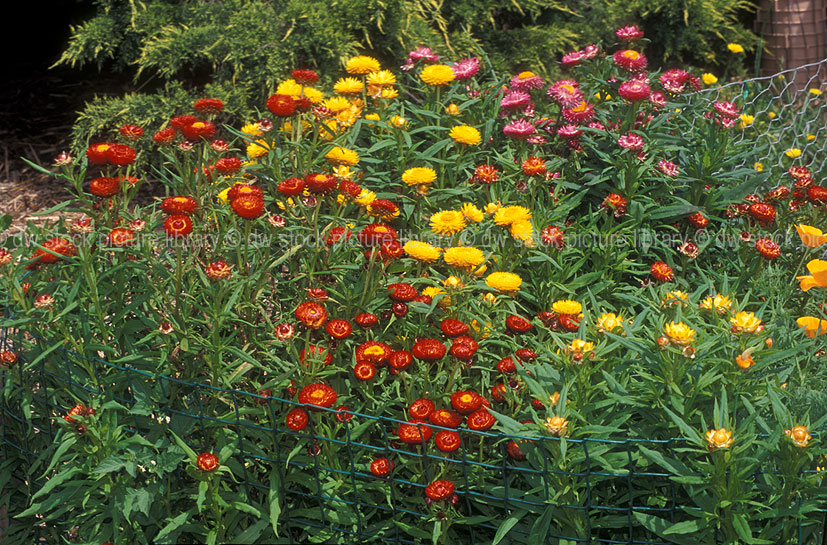 stock photo image: Flower, flowers, helichrysum, helichrysums, bracteatum, helichrysum bracteatum, bracteantha, bracteata, bracteantha bracteata, strawflower, strawflowers, straw flower, straw flowers, paper daisy, paper daisies, asteraceae, everlasting flower, everlasting flowers, everlastings, everlasting daisy, everlasting daisies, australia.