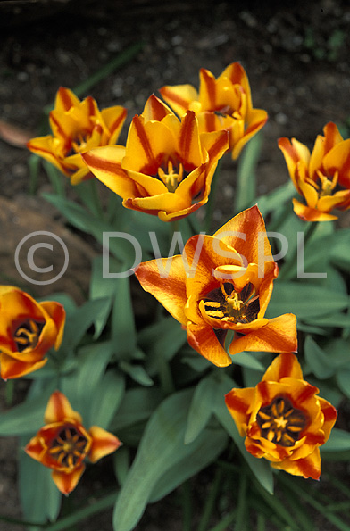 stock photo image: Flower, flowers, tulip, tulips, tulipa, Bowral, nsw, new South Wales, australia, orange, orange flower, orange flowers, red, red flower, red flowers, stamen, stamens.