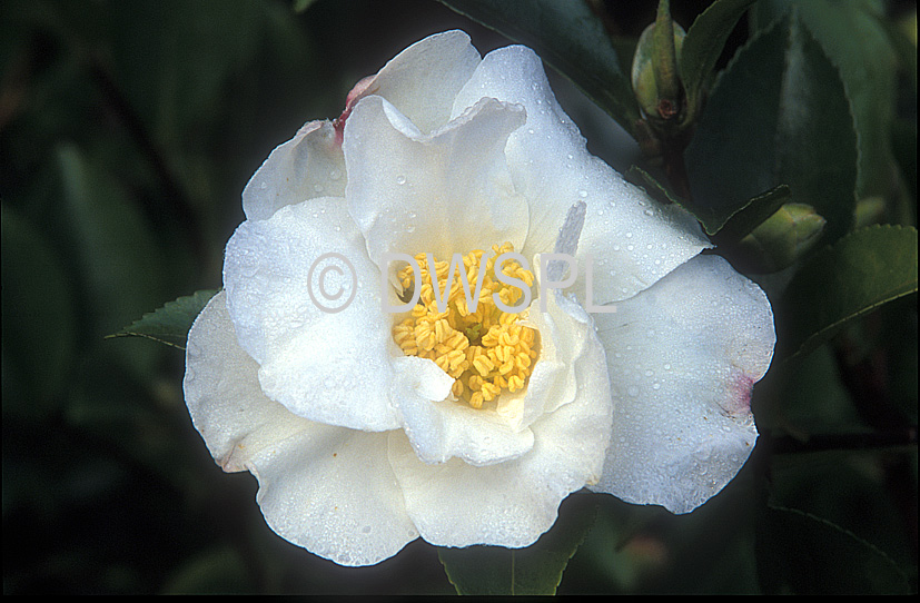 A ROYALTY FREE IMAGE OF: WHITE CAMELLIA SASANQUA 'KENKYO'