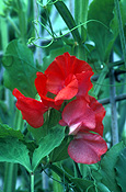 A ROYALTY FREE IMAGE OF: LATHYRUS ODORATUS (SWEET PEAS)